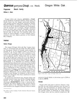 Quercus Garryana Dougl. Ex Hook. Oregon White Oak Fagaceae Beech Family William I