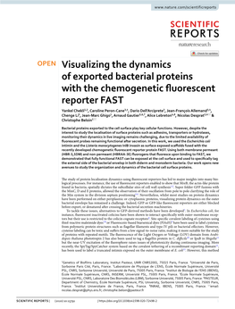 Visualizing the Dynamics of Exported Bacterial Proteins with The