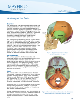 Anatomy of the Brain