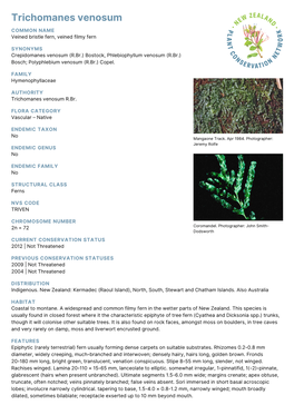 Trichomanes Venosum