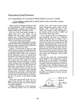 Mammalian Eyeball Dissection