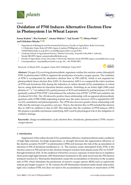 Oxidation of P700 Induces Alternative Electron Flow in Photosystem I in Wheat Leaves