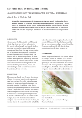 Een Vlieg Erbij En Een Familie Minder; Canace Nasica Nieuw Voor Nederland (Diptera: Canacidae) Elias De Bree & Niels-Jan Dek