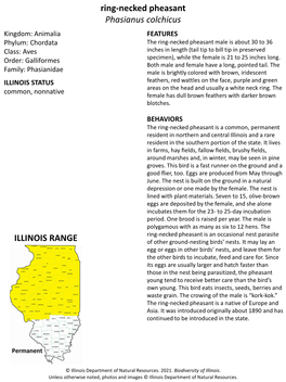 Ring-Necked Pheasant Phasianus Colchicus ILLINOIS RANGE