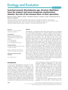 Scorched Mussels (Brachidontes Spp., Bivalvia: Mytilidae) from The