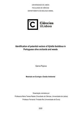 Identification of Potential Vectors of Xylella Fastidiosa in Portuguese Olive Orchards and Weeds