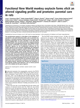 Functional New World Monkey Oxytocin Forms Elicit an Altered Signaling Profile and Promotes Parental Care in Rats