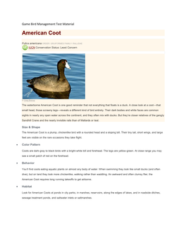 American Coot