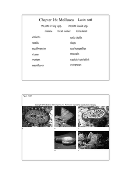 Chapter 16: Mollusca Latin: Soft 90,000 Living Spp