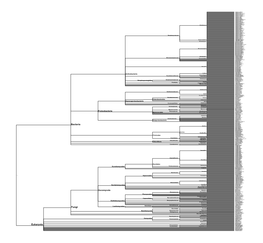 Eukaryota Fungi Bacteria