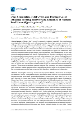 Does Seasonality, Tidal Cycle, and Plumage Color Influence Feeding