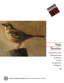 Sage Thrasher