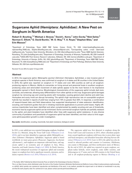 Sugarcane Aphid (Hemiptera: Aphididae): a New Pest on Sorghum in North America