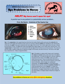 Eye Problems in Horses