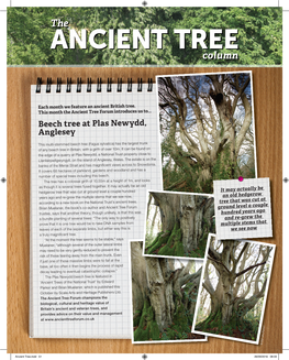 Beech Tree at Plas Newydd, Anglesey