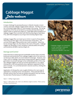 Cabbage Maggot Delia Radicum