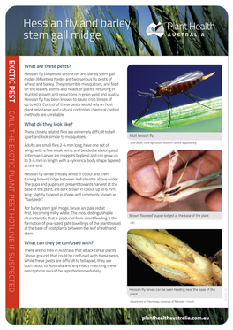 Hessian Fly and Barley Stem Gall Midge