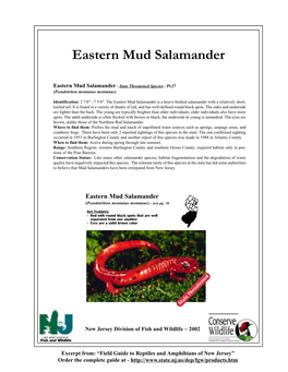 Eastern Mud Salamander