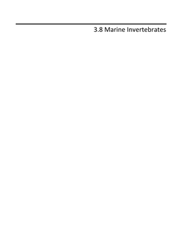 Marine Invertebrates