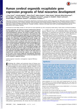 Human Cerebral Organoids Recapitulate Gene Expression Programs of Fetal Neocortex Development