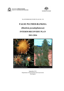 Banksia Pseudoplumosa)
