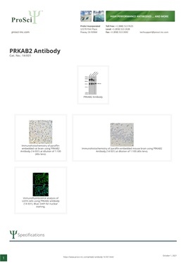 PRKAB2 Antibody Cat