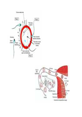 General Embryology-2-Early Development