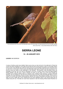 Sierra Leone Prinia – a Long Awaited Birdquest Lifer! (Ken Berry)
