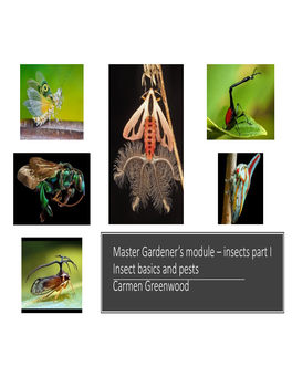 Master Gardener's Module – Insects Part I Insect Basics and Pests Carmen Greenwood