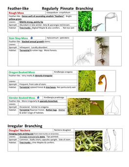 Irregular Branching Douglas’ Neckera Neckera Douglasii Hanging Mats Arching out from Tree Trunks Or Branches