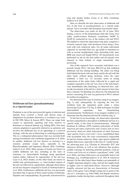 Deliberate Tail Loss (Pseudoautotomy) in a Viperid Snake