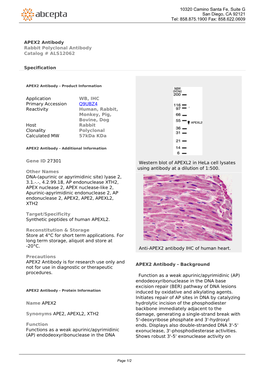 APEX2 Antibody Rabbit Polyclonal Antibody Catalog # ALS12062