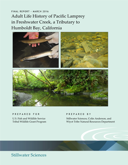 Adult Life History of Pacific Lamprey in Freshwater Creek, a Tributary to Humboldt Bay, California