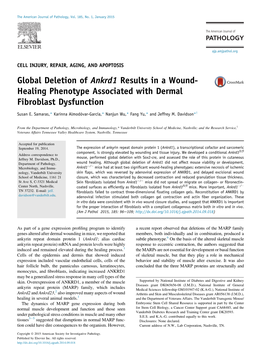 Global Deletion of Ankrd1 Results in a Wound-Healing Phenotype
