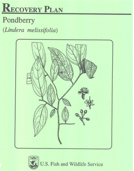 Pondberry (Lindera Melissifolia)