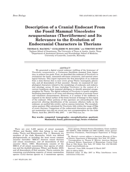 Description of a Cranial Endocast From