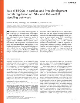 Role of FIP200 in Cardiac and Liver Development and Its Regulation Of