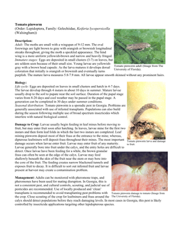 Tomato Pinworm (Order: Lepidoptera, Family: Gelechiidae, Keiferia Lycopersicella (Walsingham))