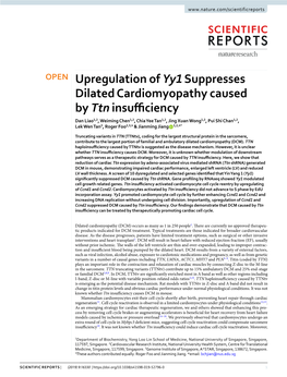 Upregulation of Yy1 Suppresses Dilated Cardiomyopathy Caused By
