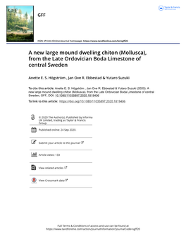 A New Large Mound Dwelling Chiton (Mollusca), from the Late Ordovician Boda Limestone of Central Sweden