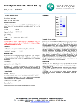 Mouse Ephrin-A2 / EFNA2 Protein (His Tag)
