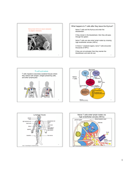 T-Cell Activation T Cells Migrate to Secondary Lymphoid Tissues Where They Interact with Antigen, Antigen-Presenting Cells, and Other Lymphocytes: Naïve T Cells