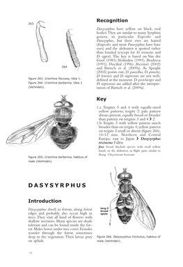 Dasysyrphus Have Yellow on Black, Oval Bodies