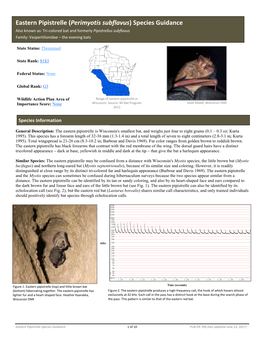 Eastern Pipistrelle (Perimyotis Subflavus) Species Guidance