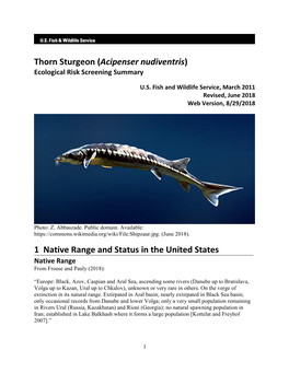 Thorn Sturgeon (Acipenser Nudiventris) Ecological Risk Screening Summary