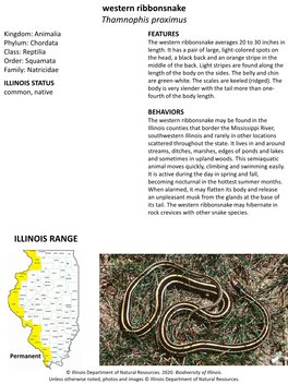 Western Ribbonsnake Thamnophis Proximus ILLINOIS RANGE