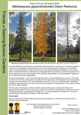 Metasequoia Glyptostroboides Dawn Redwood