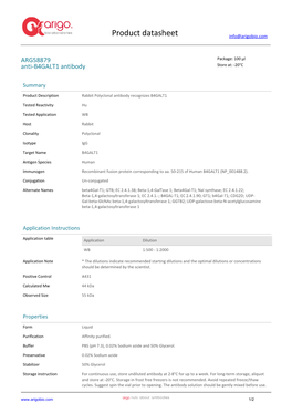 Anti-B4GALT1 Antibody (ARG58879)