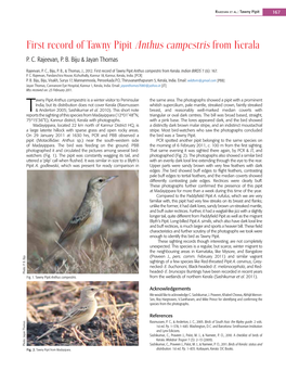 First Record of Tawny Pipit Anthus Campestris from Kerala P