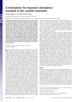 A Mechanism for Neuronal Coincidence Revealed in the Crayfish Antennule